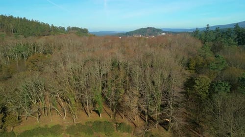 Trees With Leafless Branches With Mountain Ridge In The Background. Aerial Wide Shot