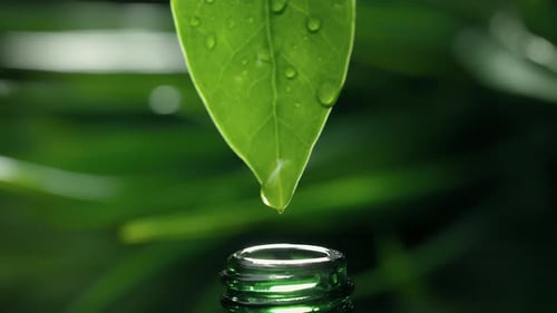 Herbal Essence Extract in Macro Organic Serum Drop Falling Down From a Fresh Leaf to the Bottle