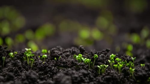 Fresh Green Plants Growth In Time Lapse Sprouts Germination From Seeds In Soil Beautiful Agriculture