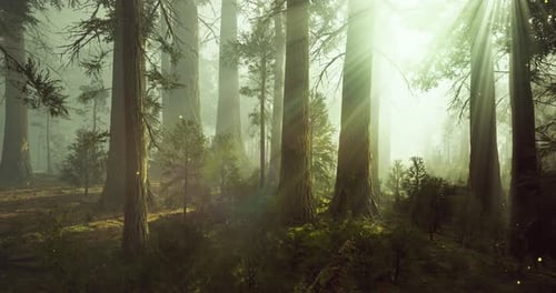 Sunlight Filtering Through Tall Trees in a Serene Forest at Dawn