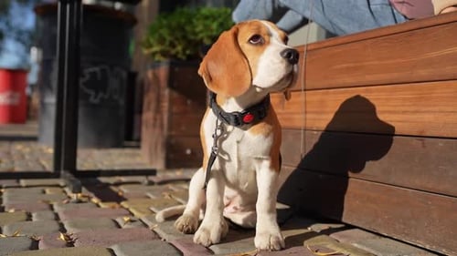 Cute Beagle Puppy on Leash Outdoors