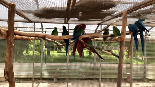Ara parrot.Many colorful macaw parrots in a cage.