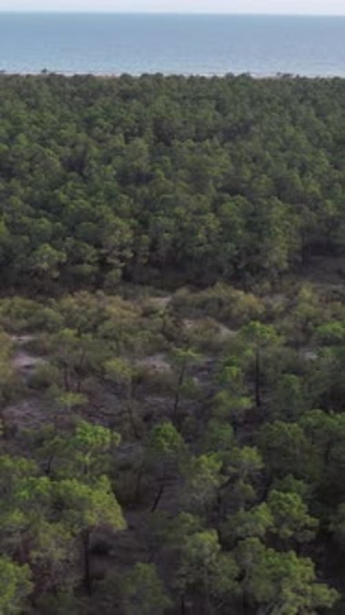 Aerial Forest and Sea Vertical Video