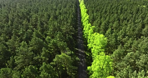 Aerial view of road and green forest at spring, Poland.