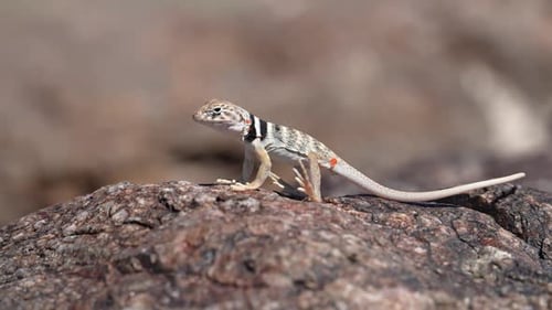 Great Basin Collared Lizard juvenile sunning itself on a rock