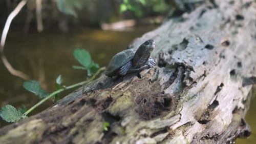 Turtle Sitting on Log in Nature