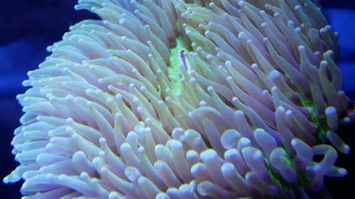 Coral and marine life are bred in aquarium tanks. Blue LED light from above for lighting. Slow water