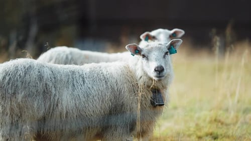 Sheep Grazing Peacefully in a Grassy Field