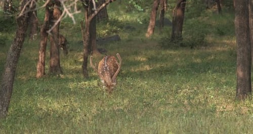 Bautiful Male Chital Spotted Deer Grazing in Ranthambore National Park Rajasthan India
