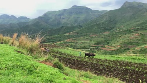 Bauern in Lesotho pflügen grüne Maisfelder im Bergkönigreich, Afrika