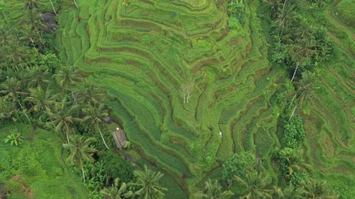 Aerial top view of tegallalang rice terrace in bali indonesia