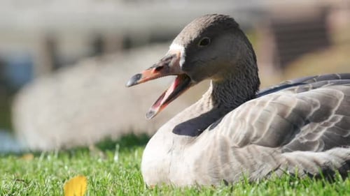 Duck Yawning in Grass