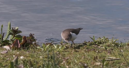 Bird Wader Common Sandpiper Slow Motion