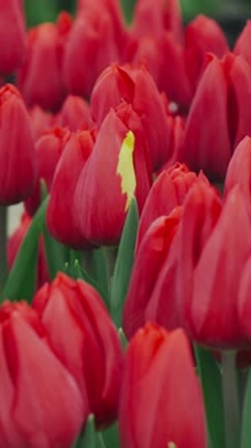 The Vibrant Red Tulips Are Beautifully Blooming in an Extremely Colorful Garden Setting