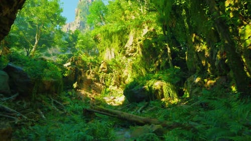 A Lush Green Forest Filled with Lots of Trees