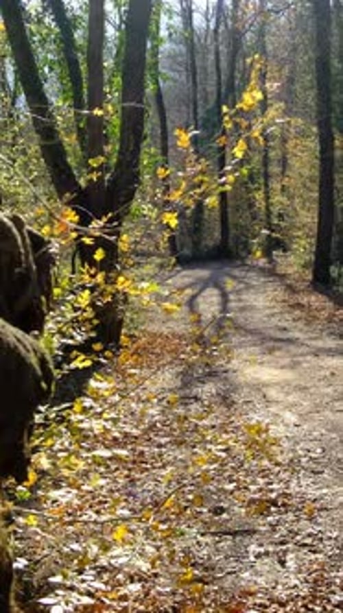 Junger Mann wandert im Herbst