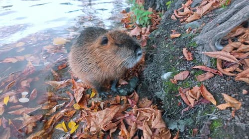 Close-up of Coypu stands on shoreline and grooming itself among fall foliage with water as backdrop