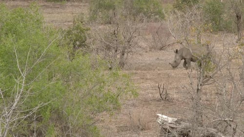 Petit petit rhinocéros blanc (Ceratotherium simum) suivant sa mère, Lock photographié en angle élevé