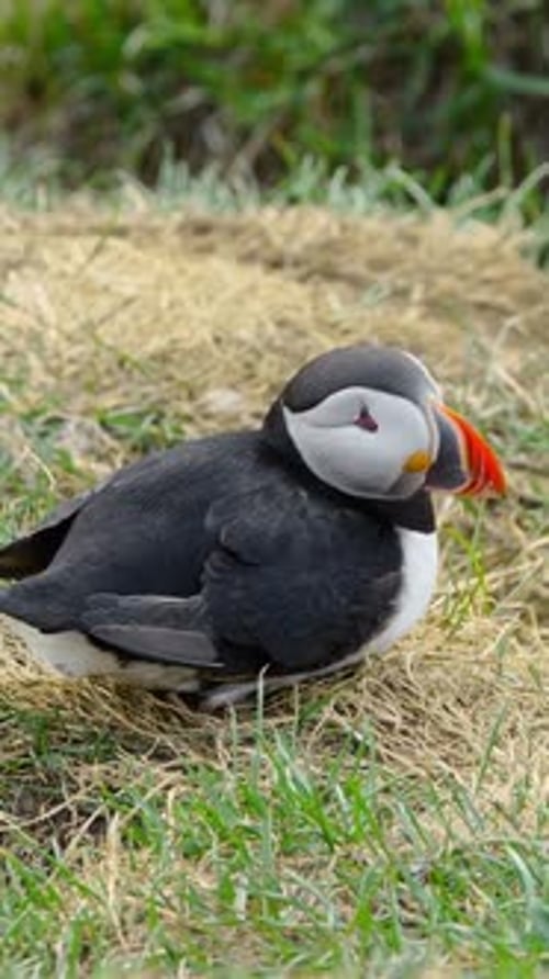 Vertical Screen Atlantic Puffin Sitting on Cliff Top in Iceland Nature Wildlife Shot Cute Bird in