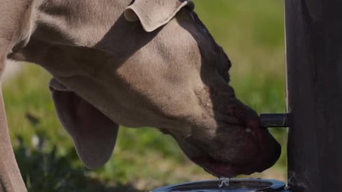 Durstiger Weimaraner-Hund trinkt aus dem Parkbrunnen