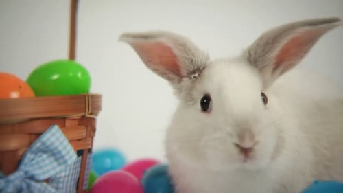 Easter Bunny with Basket and Eggs Adorable