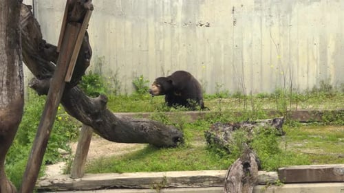 Ours solaire malais immobile dans l'enclos du zoo