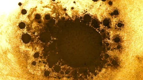Un gros globule de spores de lycopodes engloutit de plus petites masses, ce qui illustre l'attraction gravitationnelle