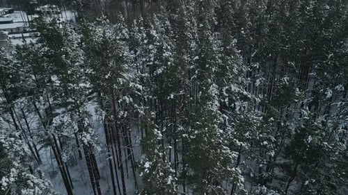 Captivating Aerial View of a Beautifully SnowCovered Pine Forest Surrounded By Majestic Nature and