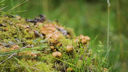 A cluster of small mushrooms grows in vibrant mossy grass, creating a serene forest floor scene.