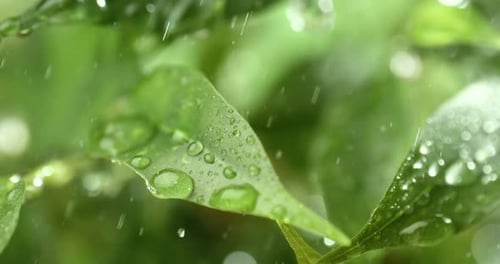 Close up of raindrops in super slow motion. Rain drips on the green leaves of the plant.