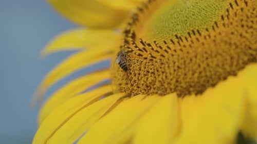 Head of Beautiful Yellow Golden Sunflower Closeup Macro View of Busy Bee Collecting Honey Nectar