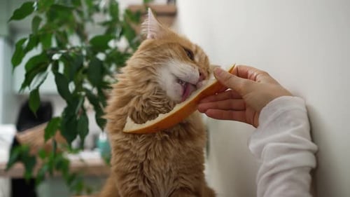 Chat pelucheux orange dégustant une tranche de melon alors qu'il est tenu par la main humaine montrant un félin affectueux