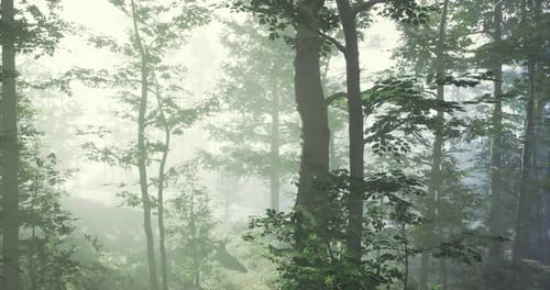 Misty Morning in a Serene Forest with Lush Greenery and Gentle Light