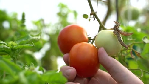 A close-up shot of a hand delicately touching and inspecting ripe tomatoes on a tomato plant.
