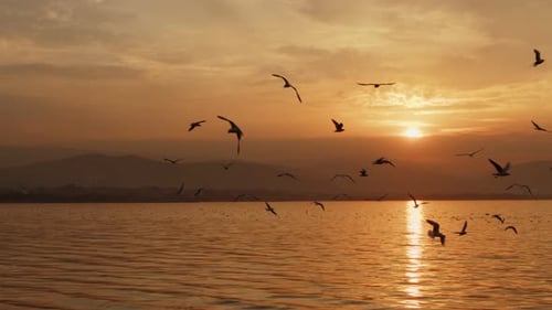 Animal Bird Seagulls Flying In Sunset 03