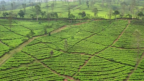 Tea Field Wonosobo