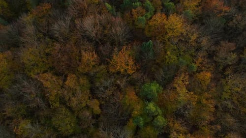 Aerial shot - drone slow take off revealing colorful foliage of autumn forest Witomino in Poland on