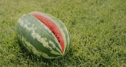 Bright Watermelon on Green Grass