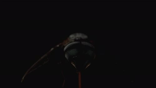 A rear view of the fly, focusing on its green back, as the light slowly fades, macro shot, isolated.