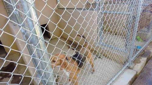 Dogs in a kennel or animal shelter, behind a cage