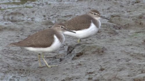 Common Sandpiper resting on mud