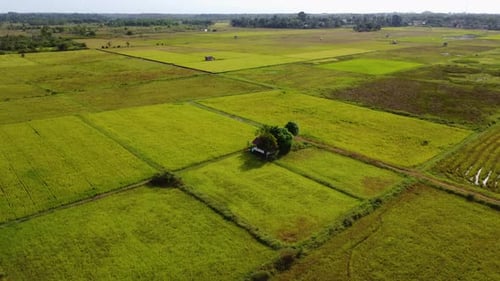 Farmer's house shaded by trees in the middle of a large rice field area