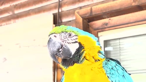 Blueandyellow Macaw in Australian Nature or Blueandgold Macaw in Trees