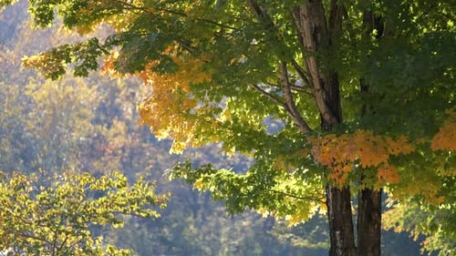 Colorful Woods with Yellow and Orange Canopies in Autumn Forest on Sunny Day Landscape of Wild