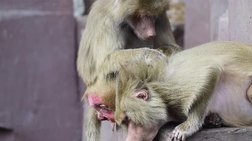 Baboons grooming fur, practicing social interaction and communication behavior