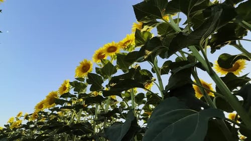 Golden Yellow Sunflower Plant In Field In Warm Sunlight 57
