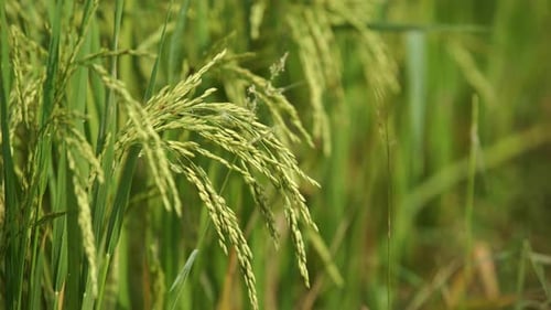 Rice is the staple food in many Asian countries. In summer, paddy ripens by May and the whole field