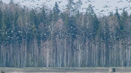 A Massive Flock of Geese Soaring Through the Sky During Spring Migration