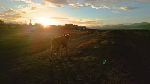 Cow Grazing in Field at Sunrise