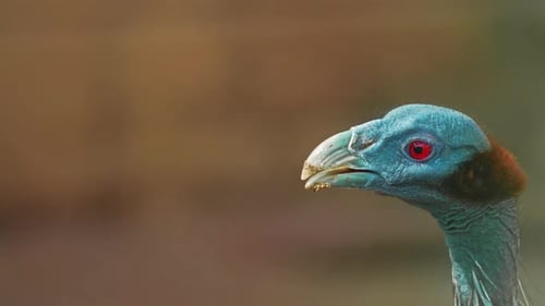 Geier-Perlhuhn 4k